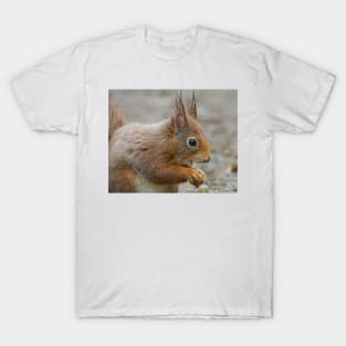 Red squirrel, Formby, England T-Shirt